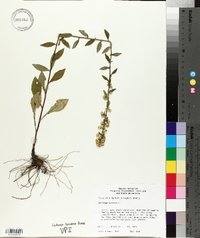 Solidago bicolor image