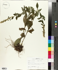 Solidago bicolor image