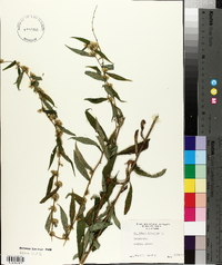 Solidago bicolor image