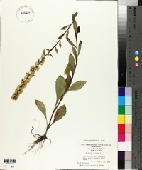 Solidago bicolor image