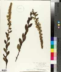 Solidago bicolor image