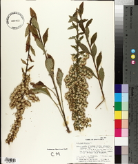 Solidago bicolor image