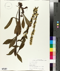 Solidago bicolor image
