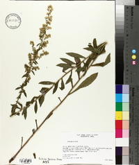 Solidago bicolor image