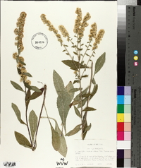 Solidago bicolor image