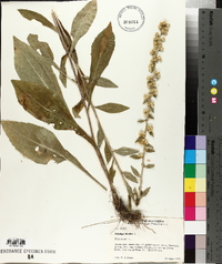 Solidago bicolor image