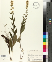 Solidago bicolor image