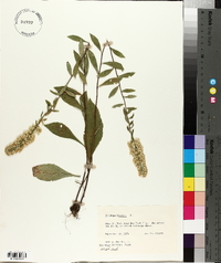 Solidago bicolor image