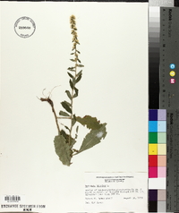 Solidago bicolor image