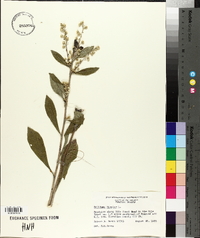 Solidago bicolor image