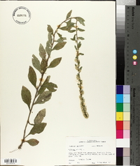 Solidago bicolor image