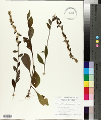 Solidago bicolor image