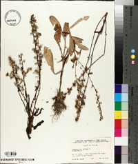 Solidago bicolor image