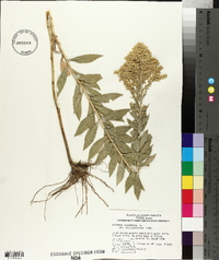 Solidago canadensis var. gilvocanescens image