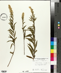 Solidago canadensis var. scabra image