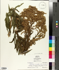 Solidago canadensis var. canadensis image