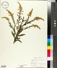 Solidago canadensis var. scabra image