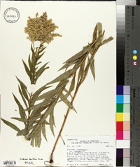 Solidago canadensis var. canadensis image