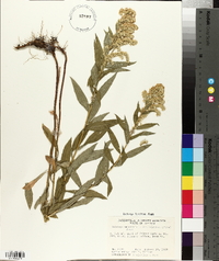 Solidago lepida image