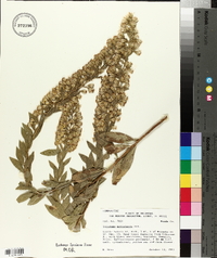 Solidago petiolaris image