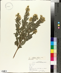 Solidago petiolaris image