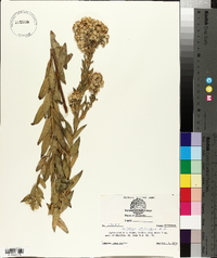 Solidago petiolaris image