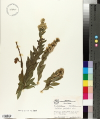 Solidago petiolaris image