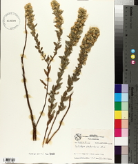 Solidago petiolaris image