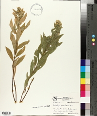 Solidago petiolaris image