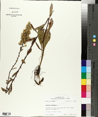 Solidago petiolaris image