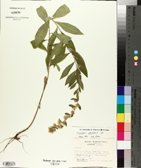 Solidago petiolaris image