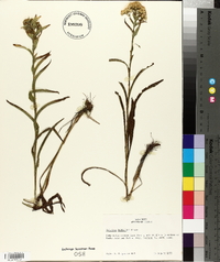 Solidago riddellii image