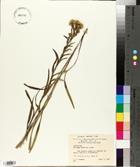 Solidago riddellii image