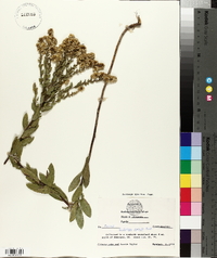 Solidago radula image