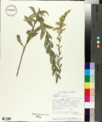 Solidago radula image