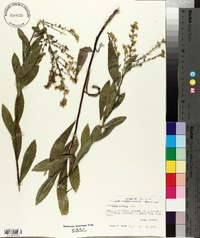 Solidago radula image