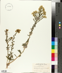 Solidago nemoralis subsp. decemflora image