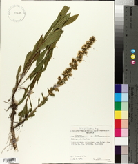 Solidago puberula image