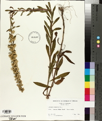 Solidago puberula image