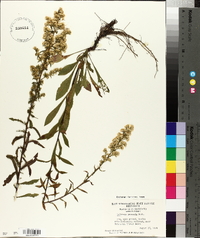 Solidago puberula image