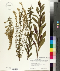 Solidago puberula image