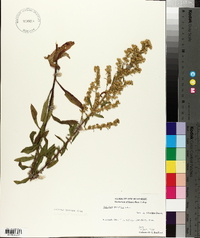 Solidago puberula image