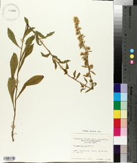 Solidago puberula image