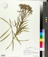 Solidago ptarmicoides image