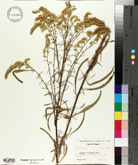 Solidago pinetorum image