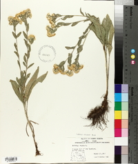 Solidago rigida image