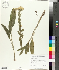 Solidago rigida image