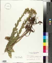 Solidago rigida image