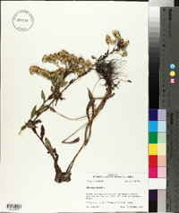 Solidago rigida image