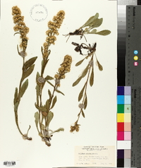 Solidago spathulata image